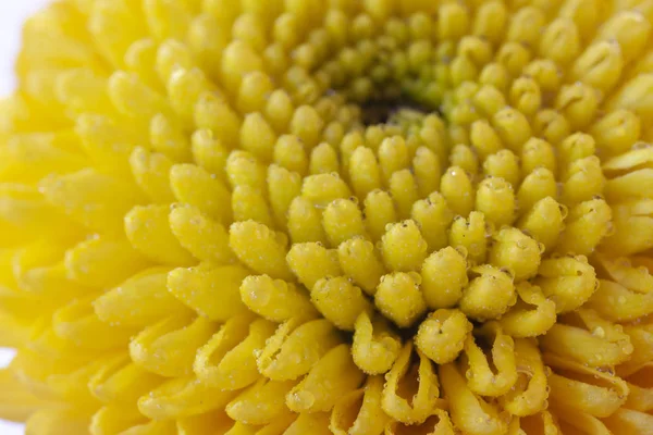 Вид макросу крапель води на жовтих пелюстках хризантеми — стокове фото