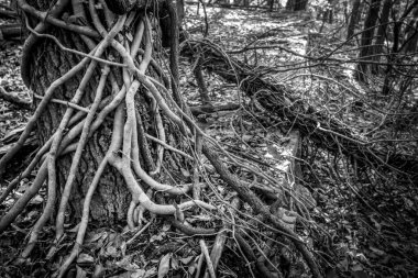 Ağaçta büyüyen sarmaşıklar ve terk edilmiş bina temelleri