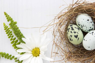 Saman yuvasında boyanmış nar bülbülü yumurtaları ve parlak sırtında beyaz papatya.