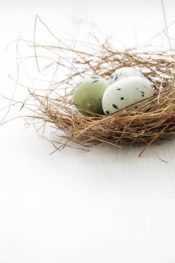 Parlak arka planda saman yuvasında boyanmış nar bülbülü yumurtaları. Yüksek tuş.