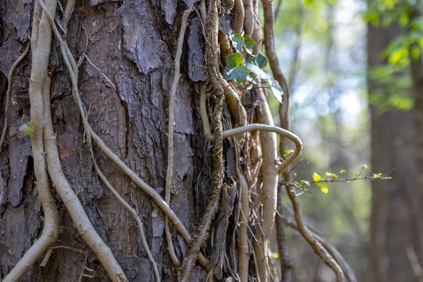 Sarmaşık ve ağaç kabuğu