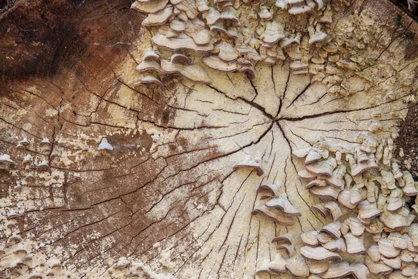 Cogumelos de prateleira e fungos que crescem em um log de corte — Fotografia de Stock