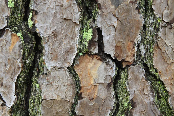 Vista macro de casca de pinheiro com musgo e líquen — Fotografia de Stock