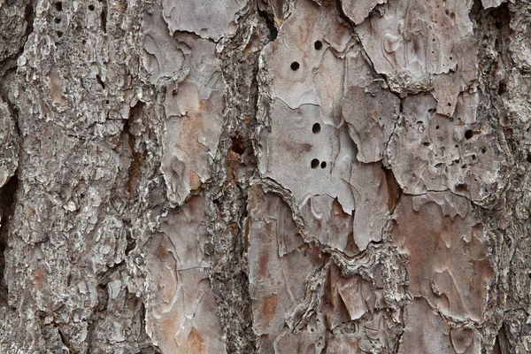 Vista macro de casca de pinheiro com textura detalhada — Fotografia de Stock