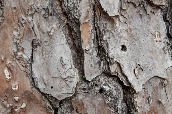 Brunn camoflaged Vit banded fiske spindel (Dolomedes albineus) — Stockfoto