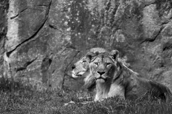 African lion staring at camera with second lion in frame