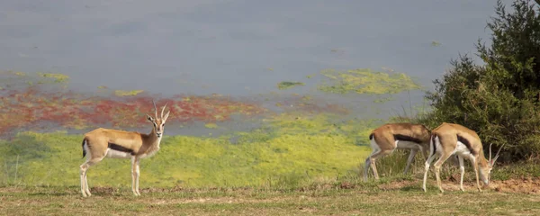 Gazelle de Thompson devant l'eau regardant la caméra — Photo