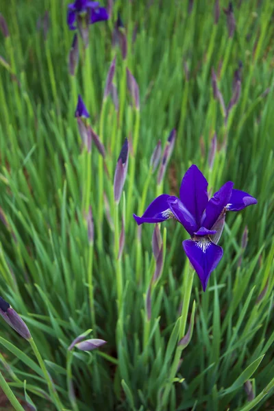 Iris versicolor Blue Flag. Single flower with buds and soft focu — 스톡 사진