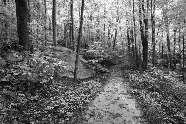 黒と白の赤外線効果を持つ夏の森の道 — ストック写真