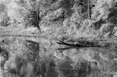 Aynalı yüzeyi ve yemyeşil yaprakları olan durgun sular.