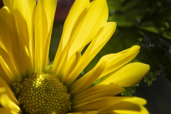 Жовтий макрос хризантеми з природним світлом — стокове фото