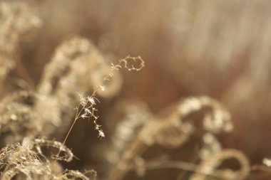 Tall grass stalks with out of focus background and negative spac