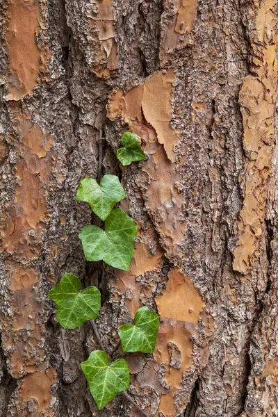 Folhas Hera Escalando Uma Árvore Com Textura Casca Interessante — Fotografia de Stock