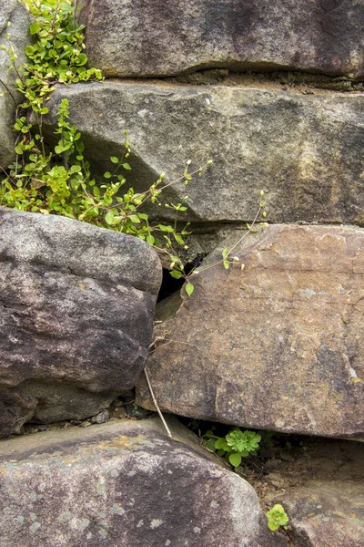 Follaje Verde Creciendo Entre Alrededor Piedra Apilada — Foto de Stock