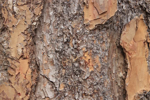 Interesante Textura Corteza Árbol Macro Patrón — Foto de Stock