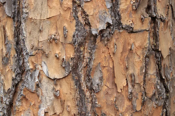 Interessante Árvore Casca Textura Padrão Macro — Fotografia de Stock