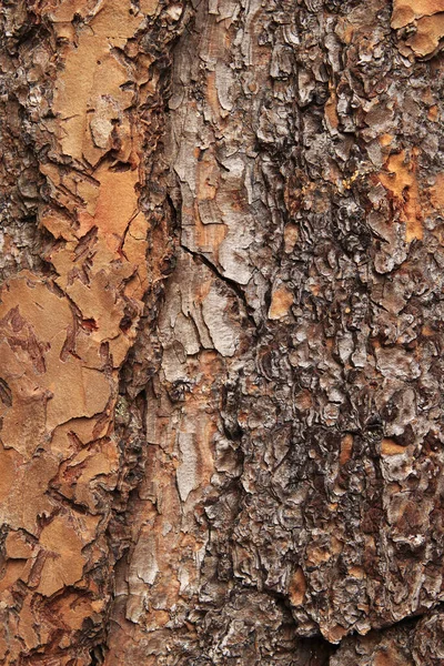 Intressant Träd Bark Struktur Och Mönster Makro — Stockfoto