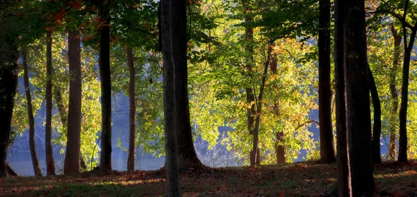 Ярко Освещенная Осенняя Листва Видна Сквозь Темные Силуэты Лесу — стоковое фото
