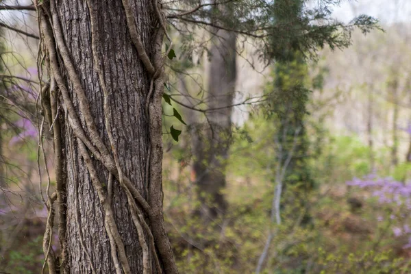 Vignes Poussant Dessus Tronc Arbre Dans Forêt — Photo