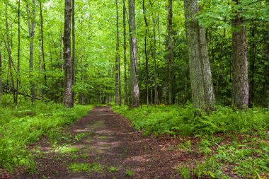 Her iki tarafında eğreltiotu olan ormanda yürüyorum.