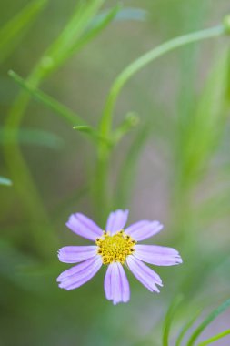 Fotokopi alanı olan mavi ahşap tek çiçek