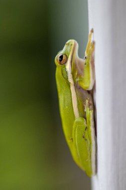 Yeşil ağaç kurbağası beyaz bir çit direğine tutunuyor. Kopya için negatif alanı var.
