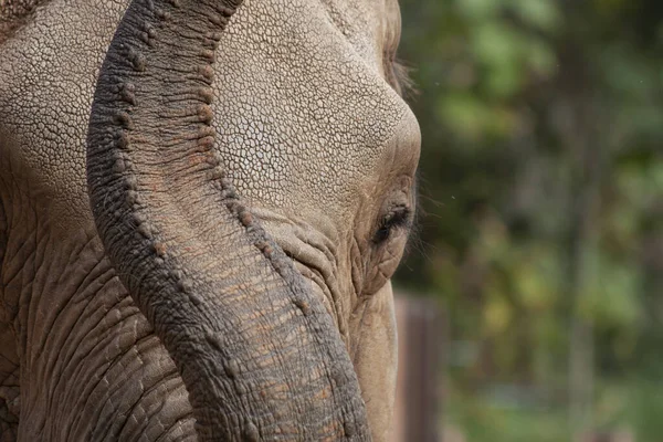 Elefante Africano Fechar Com Tronco Levantado Textura Pele Interessante — Fotografia de Stock