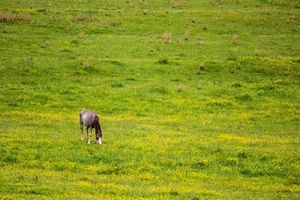 Cheval Broutant Dans Une Prairie Avec Des Fleurs Sauvages Jaunes — Photo