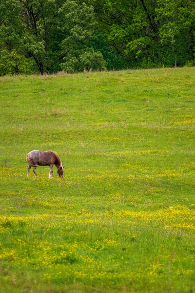 Einzelnes Pferd Weidet Auf Einer Weide Mit Gelben Wildblumen — Stockfoto