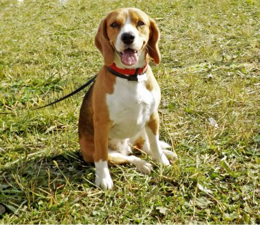 Çimlerdeki Beagle