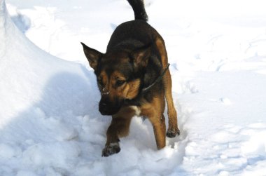 Avlanan bir köpek.