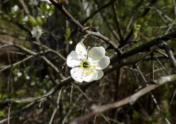 Single White Plum Blossom Dead Tree — Stock Photo, Image