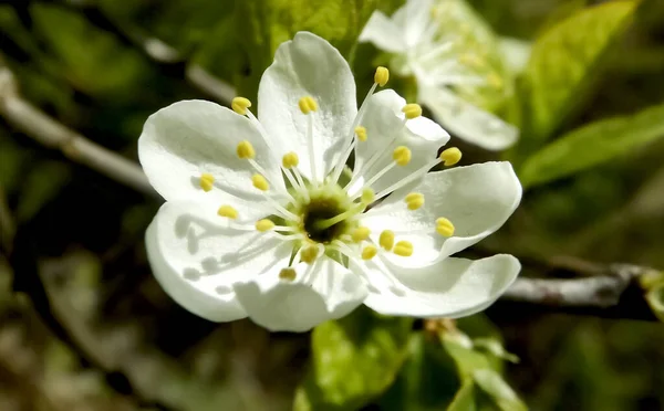 White Plum Flower Macro Shot — Stock Photo, Image