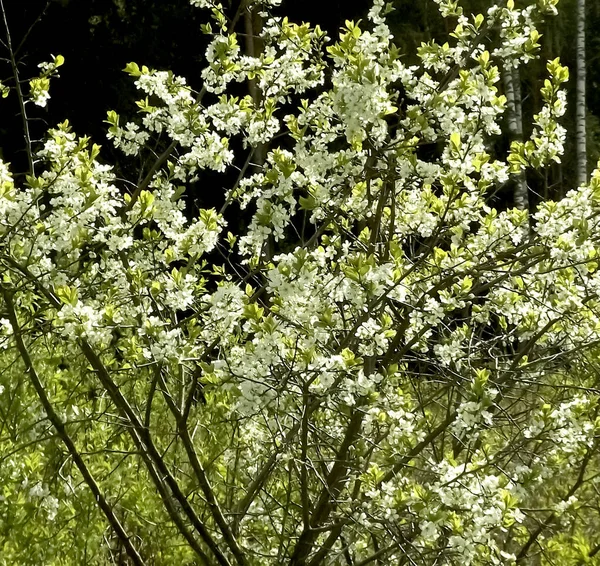 Plum Bush Edge Forest Blooms White Flowers May — Stock Photo, Image
