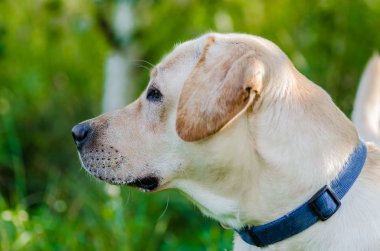 Köpek, Labrador, safkan, köpek kürk, hayvan, genç, kahverengi, sarı, beyaz, altın, güzel