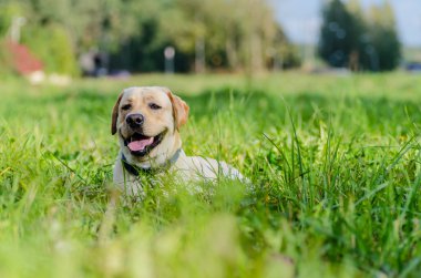 Köpek, Labrador, safkan, köpek kürk, hayvan, genç, kahverengi, sarı, beyaz, altın, güzel