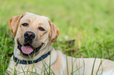 Köpek, Labrador, safkan, köpek kürk, hayvan, genç, kahverengi, sarı, beyaz, altın, güzel