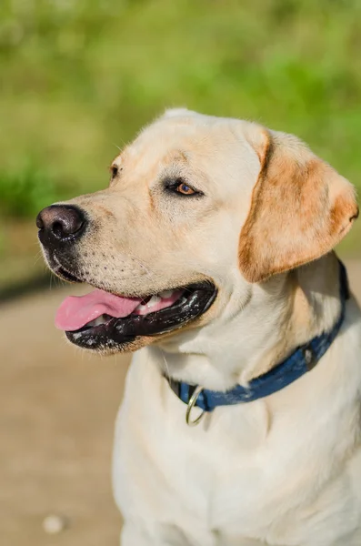 Hund, Labrador, reinrassig, Hundefell, Tier, jung, braun, gelb, weiß, gold, schön — Stockfoto