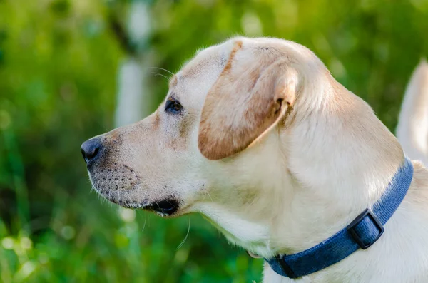 Hund, Labrador, reinrassig, Hundefell, Tier, jung, braun, gelb, weiß, gold, schön — Stockfoto