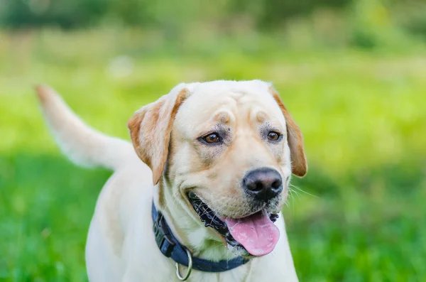 Hund, Labrador, renrasiga, hund päls, djur, unga, brun, gul, vit, guld, vacker — Stockfoto