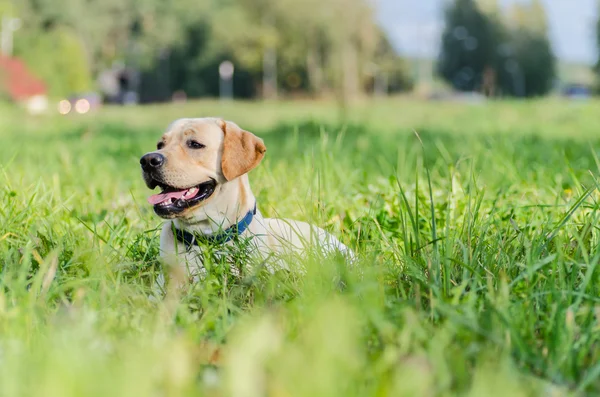Hund, Labrador, reinrassig, Hundefell, Tier, jung, braun, gelb, weiß, gold, schön — Stockfoto