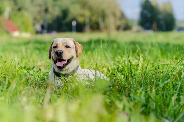 Hund, Labrador, renrasiga, hund päls, djur, unga, brun, gul, vit, guld, vacker — Stockfoto