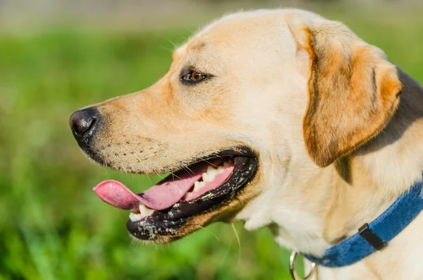 Köpek, Labrador, safkan, köpek kürk, hayvan, genç, kahverengi, sarı, beyaz, altın, güzel — Stok fotoğraf