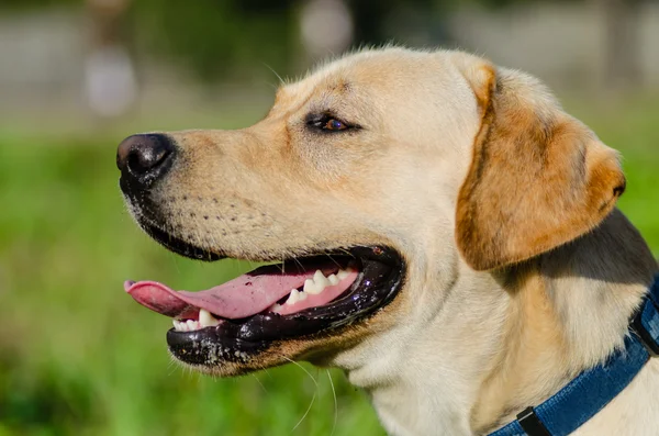 Dog, Labrador, purebred, dog fur, animal, young, brown, yellow, white, gold, beautiful