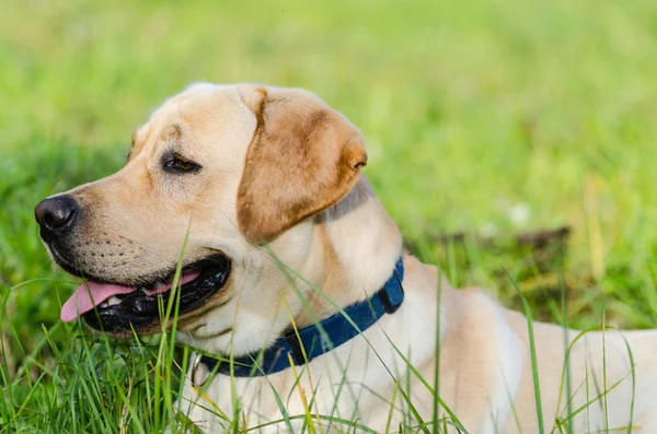 Hund, Labrador, renrasiga, hund päls, djur, unga, brun, gul, vit, guld, vacker — Stockfoto