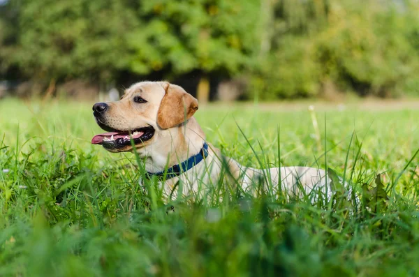 Hund, Labrador, renrasiga, hund päls, djur, unga, brun, gul, vit, guld, vacker — Stockfoto