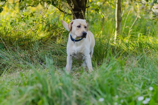 Dog, Labrador, purebred, dog fur, animal, young, brown, yellow, white, gold, beautiful