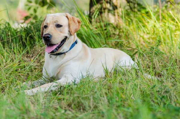Cane, Labrador, purosangue, pelliccia di cane, animale, giovane, marrone, giallo, bianco, oro, bello — Foto Stock