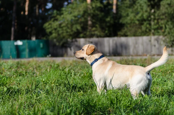 Pies Labrador, pies rasowe, futro, zwierząt, młodych, brązowy, żółty, biały, złoty, piękny — Zdjęcie stockowe