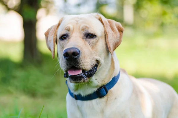 Hund, Labrador, reinrassig, Hundefell, Tier, jung, braun, gelb, weiß, gold, schön — Stockfoto